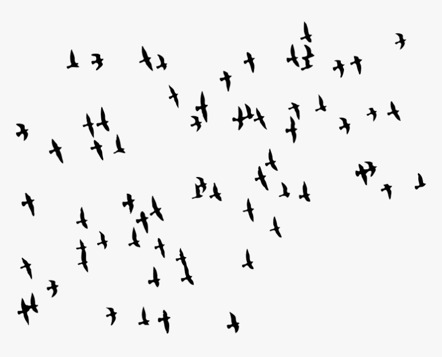 Bird Flock Png, Transparent Png, Free Download