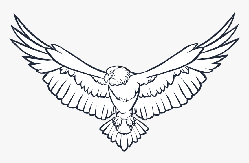 Eagle Line Art Png, Transparent Png, Free Download