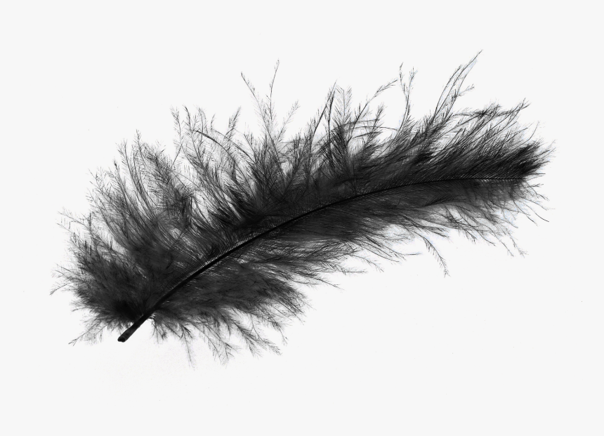 Feather Png Transparent Image - Transparent Background Fur Png, Png Download, Free Download