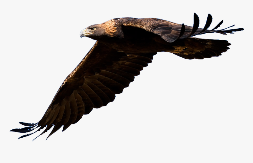 Eagle Png Background - Golden Eagle No Background, Transparent Png, Free Download