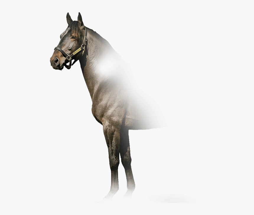 Kadabra - Stallion - Stallion, HD Png Download, Free Download