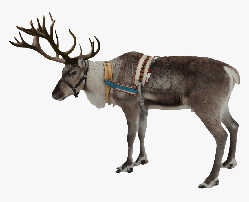 Reindeer Antlers Transparent Png - Watercolor Reindeer, Png Download, Free Download