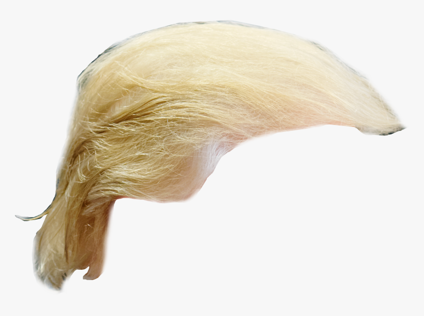 Download Trump Png Hair Picture For Free - Trump Wig Png, Transparent Png, Free Download