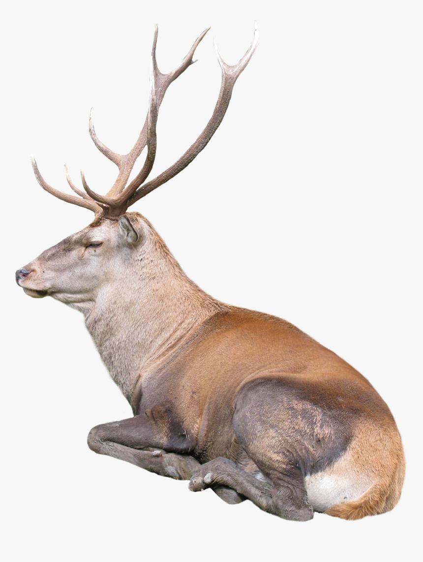 Reindeer, HD Png Download, Free Download