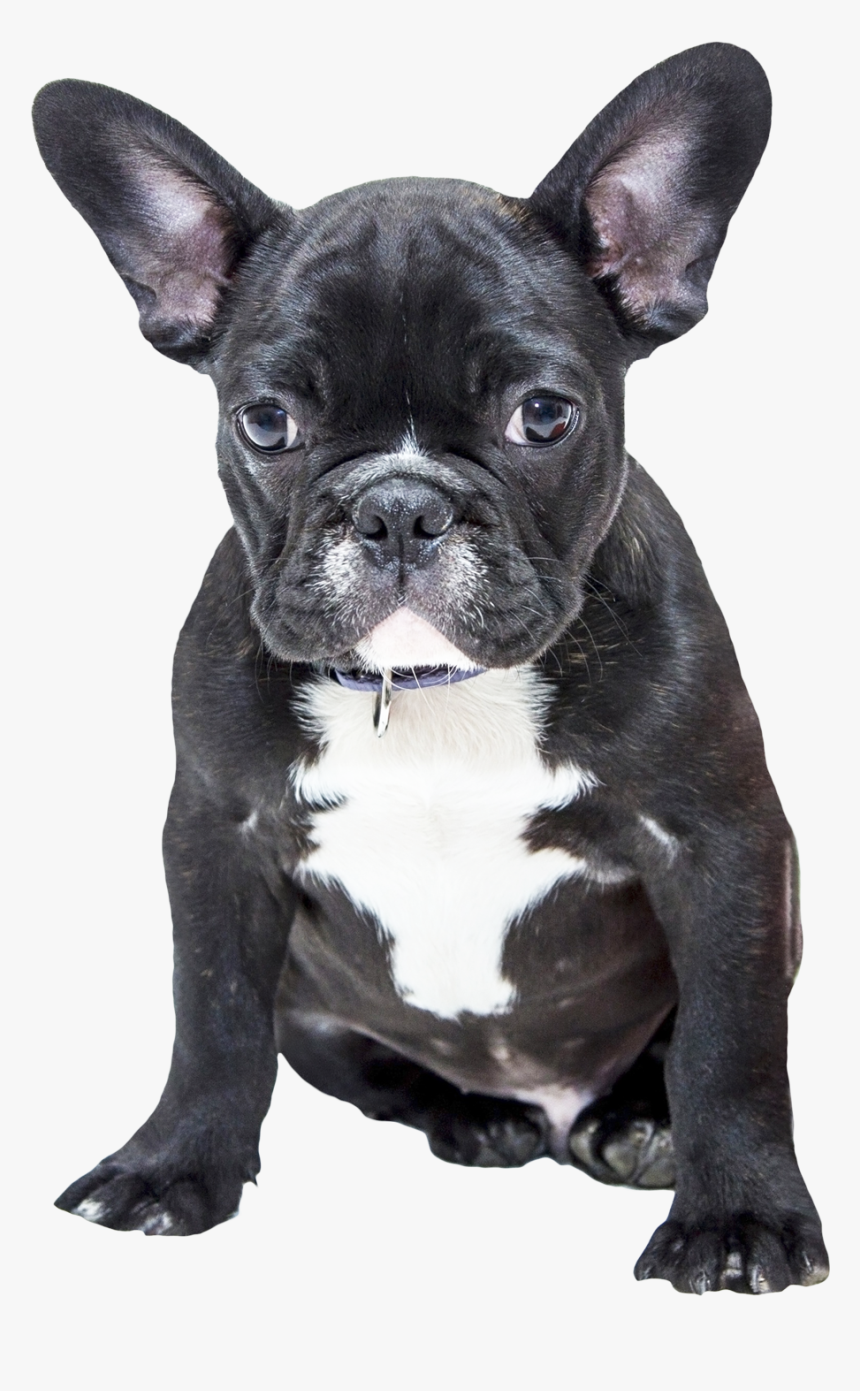 French Bulldog Photo Free, HD Png Download, Free Download