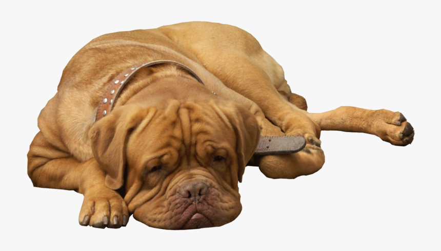 English Bulldog Png Clip Art - Dogue De Bordeaux, Transparent Png, Free Download