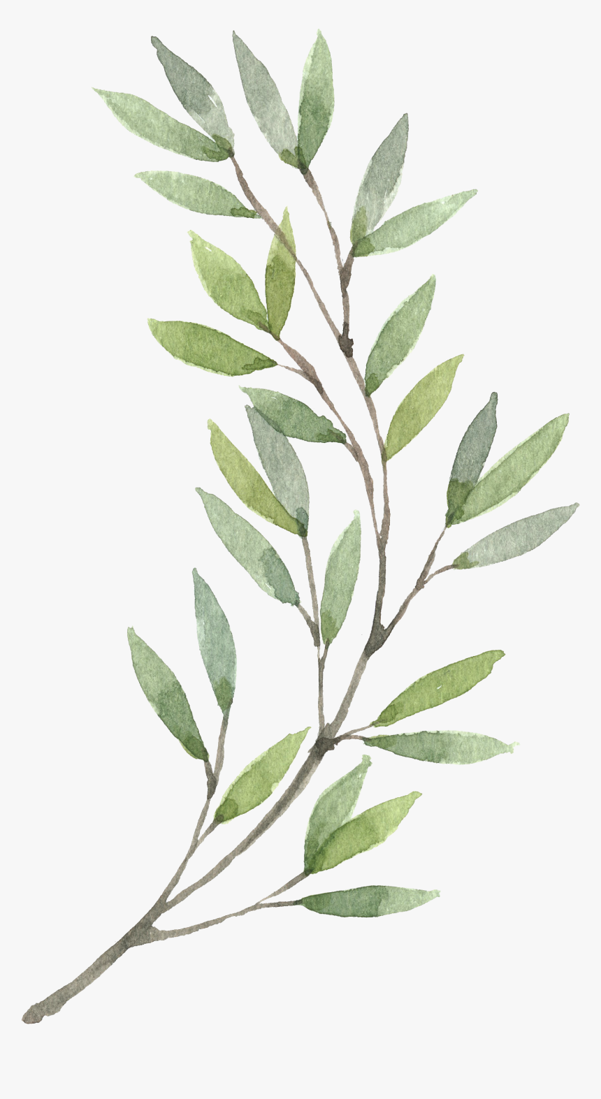 Plants Flower Wreath Watercolor Painting Hand-painted - Olive Branch Watercolor Clipart, HD Png Download, Free Download