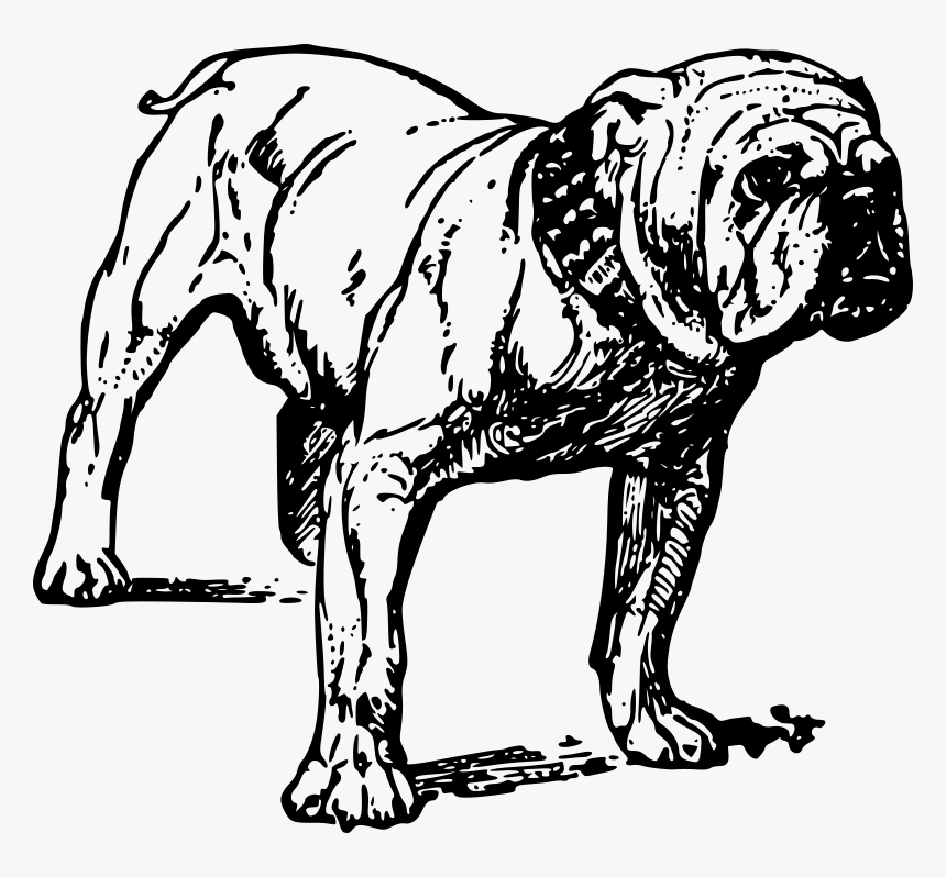 Bulldog Line Art, HD Png Download, Free Download