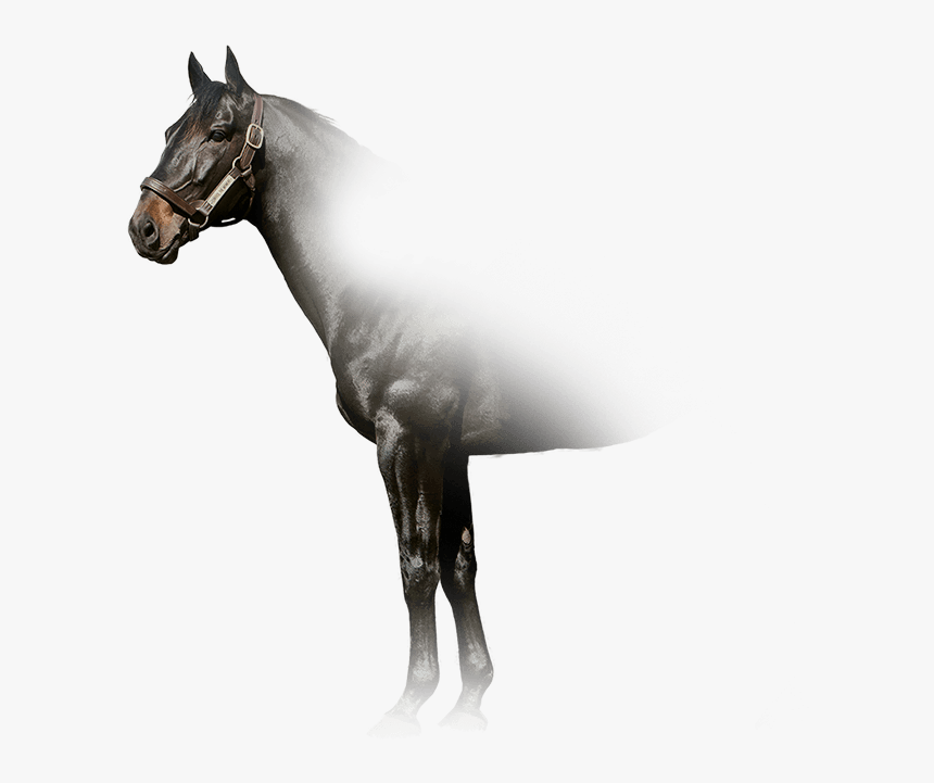 Stallion, HD Png Download, Free Download