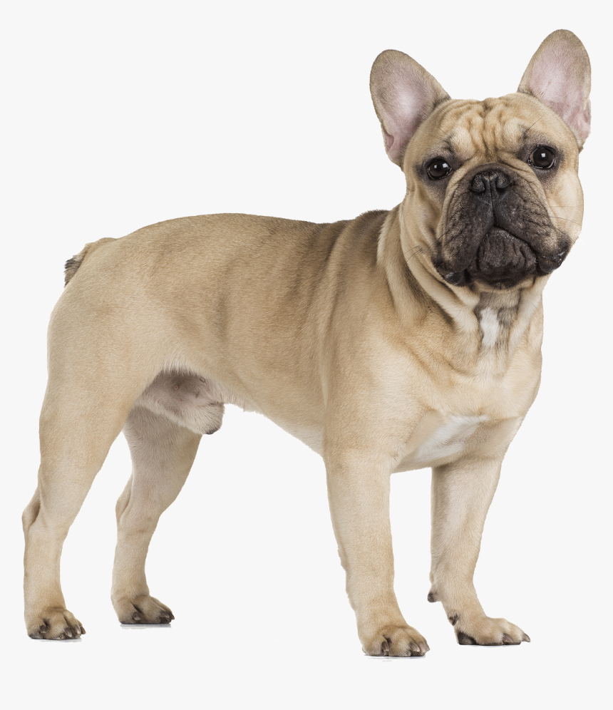 Transparent Bulldog Clipart Png - Transparent Background French Bulldog Png, Png Download, Free Download