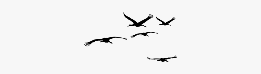 Bird Download Computer File - Bird Migration, HD Png Download, Free Download