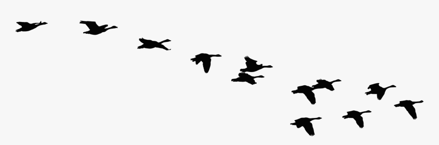 Flock Of Flying Geese Silhouette - Flock Of Geese Silhouette, HD Png Download, Free Download