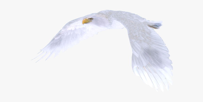 White Eagle Flying, HD Png Download, Free Download