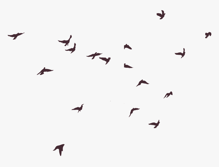 Silhouette Bird Birds Png Image High Quality Clipart - Bird Silhouette Transparent Background, Png Download, Free Download