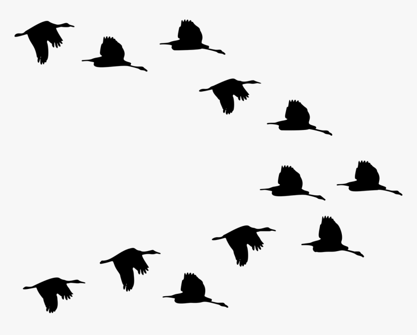 Flock Of Ducks Flying Silhouette - Flock Of Birds Clipart, HD Png Download, Free Download