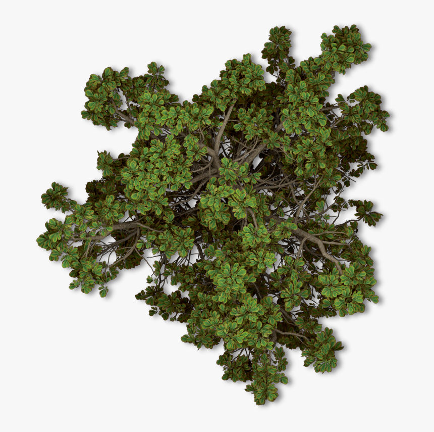 #trees #tree #nature #topview - Trees Png Top View, Transparent Png, Free Download