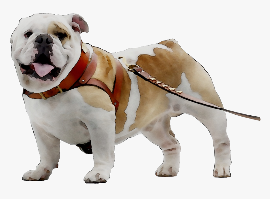Toy Bulldog Breed Dog Companion Bulldogge Olde Clipart - Olde English Bulldogge, HD Png Download, Free Download