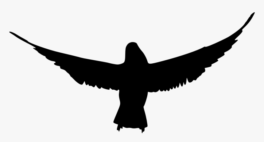 Bird Without Background Png, Transparent Png, Free Download