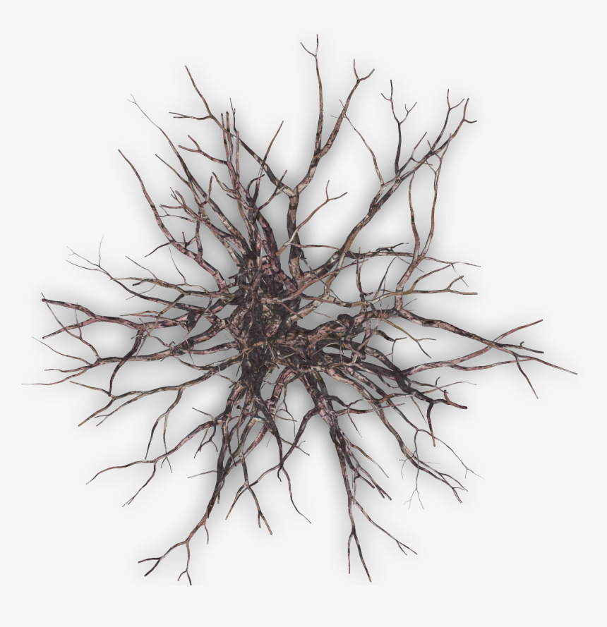 Dead Tree Plan Png, Transparent Png, Free Download