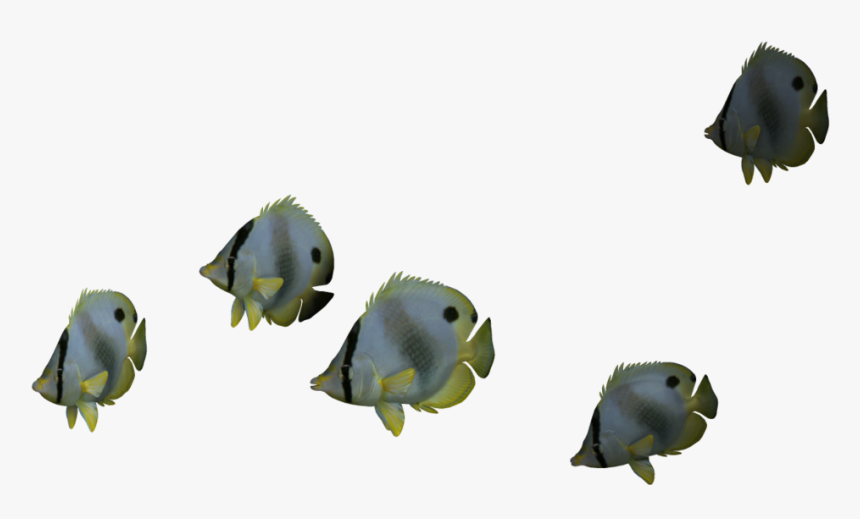 Download Ocean Fish Png File - Real Ocean Animals Png, Transparent Png, Free Download