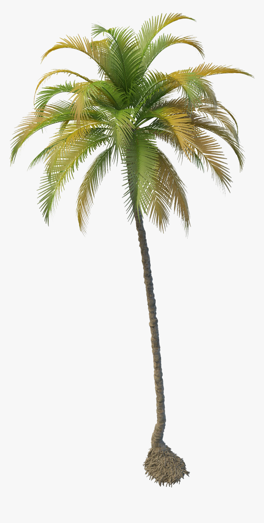 Transparent Tree Png Plan View - Coconut Tree Png File, Png Download, Free Download