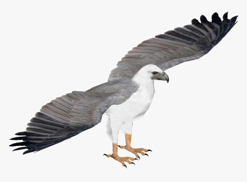 White Bellied Sea Eagle Png, Transparent Png, Free Download