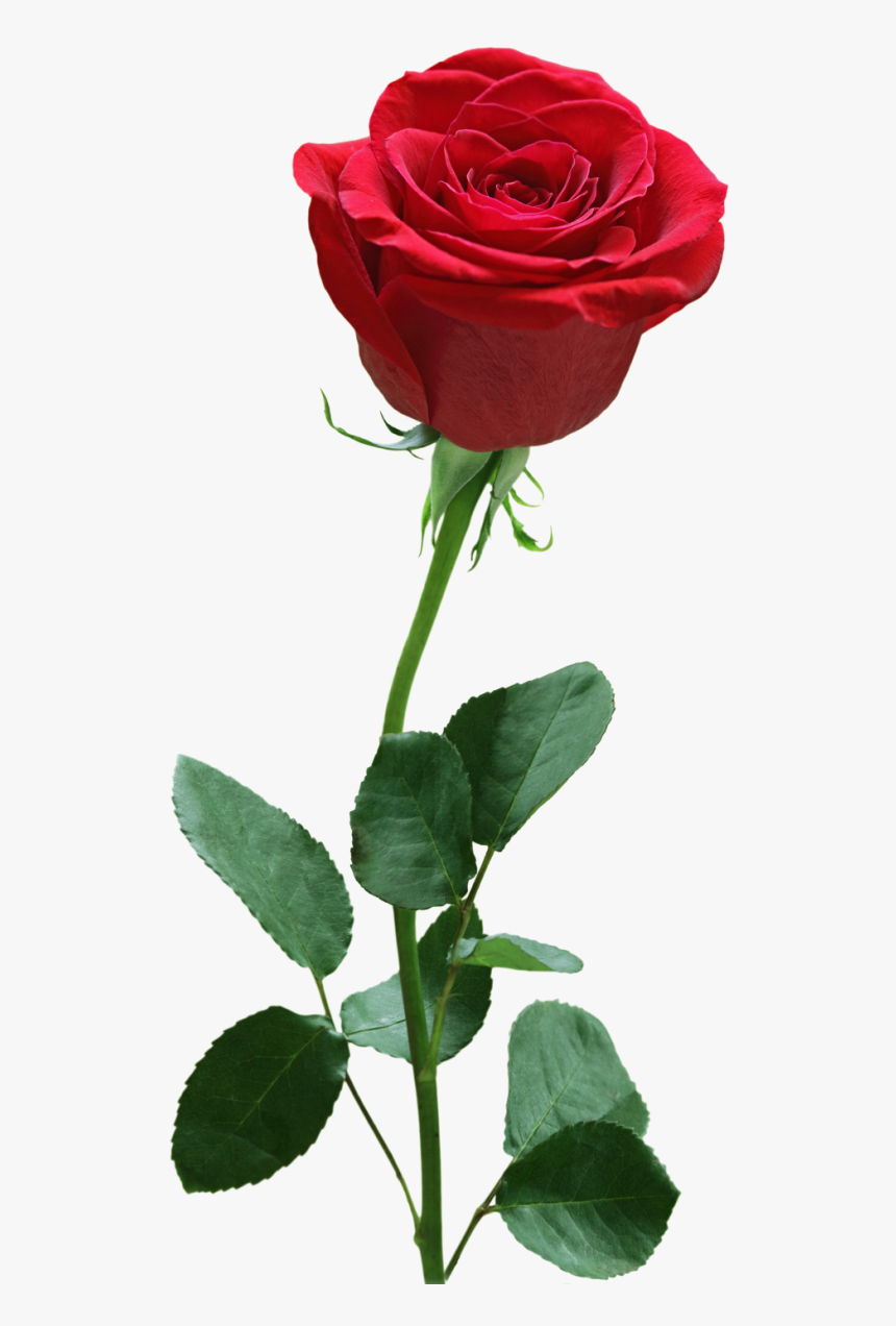 Rose Flower Png Image Free Download Searchpng - Bb&t Center, Transparent Png, Free Download