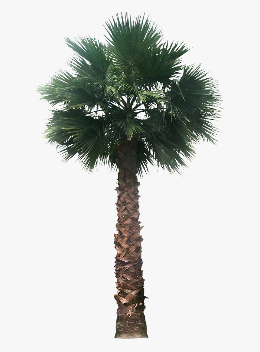 Palm Tree Plan View Png - Washingtonia Filifera Png, Transparent Png, Free Download