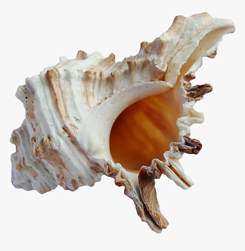 Shell Transparent Ocean - Sea Shell Png Transparent, Png Download, Free Download