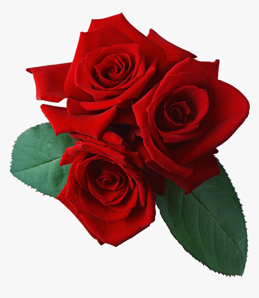 Three Red Rose Png Flower - Roses Transparent Background, Png Download, Free Download