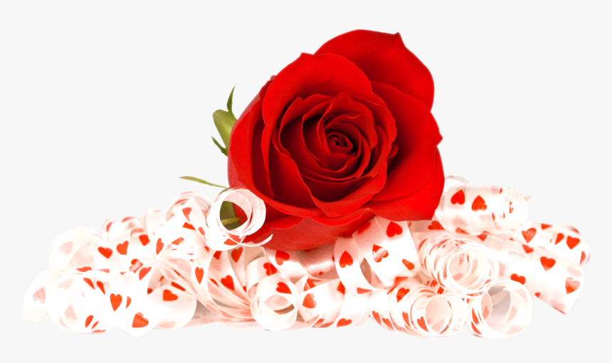 Red Rose In Png, Transparent Png, Free Download