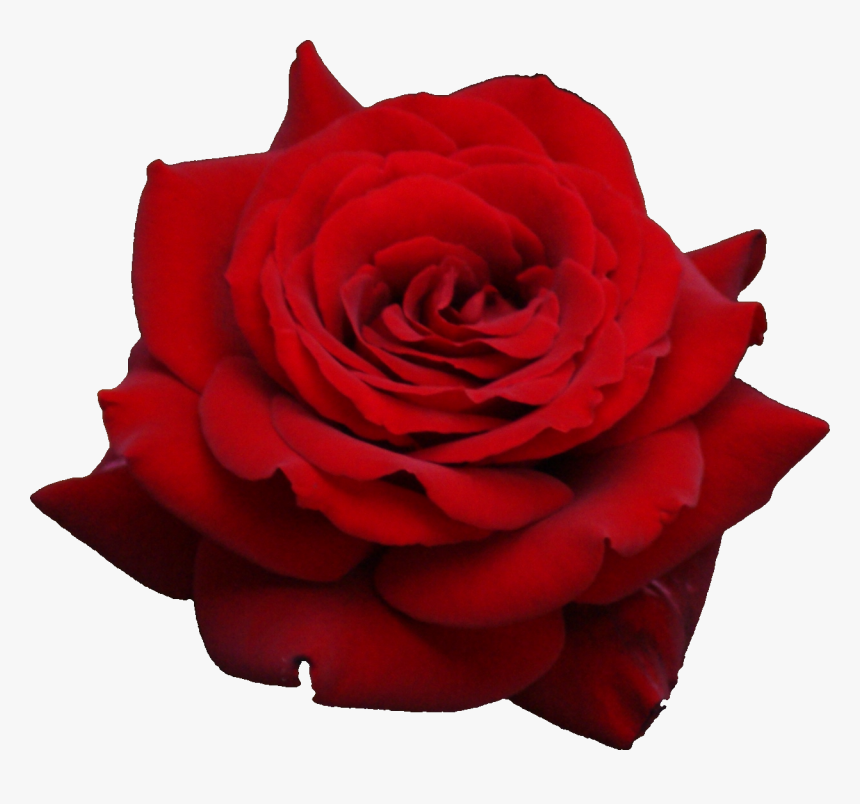 Rose Flowers Png Images - Png Gulab Ka Phool, Transparent Png, Free Download