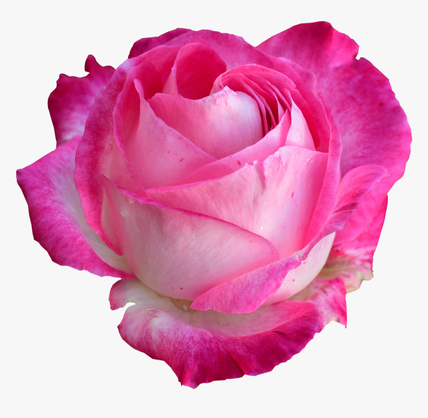Rose, Bright Rose, Rose Png - Rose Png, Transparent Png, Free Download