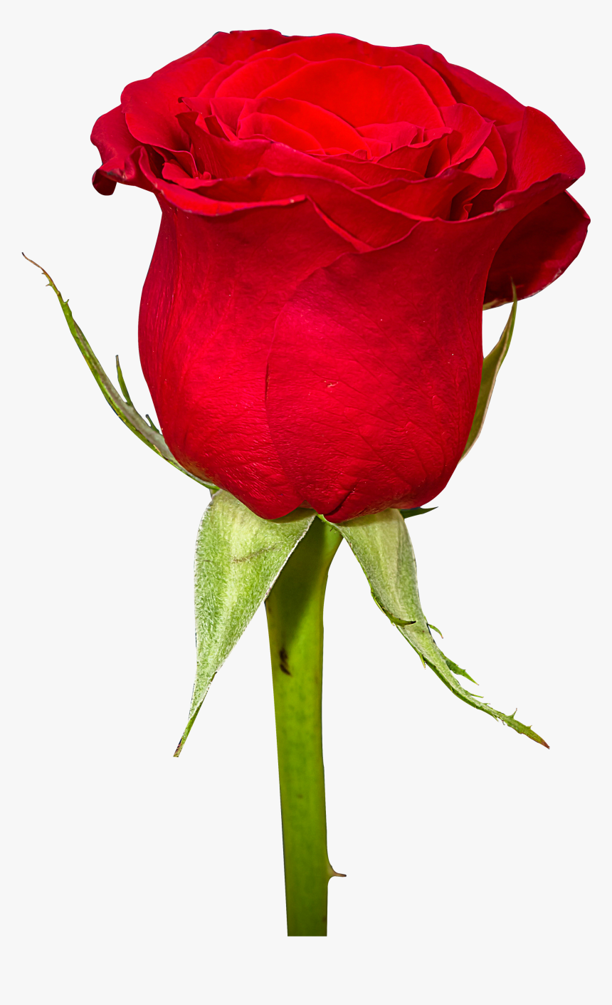 Rose Flower Png Hd, Transparent Png, Free Download