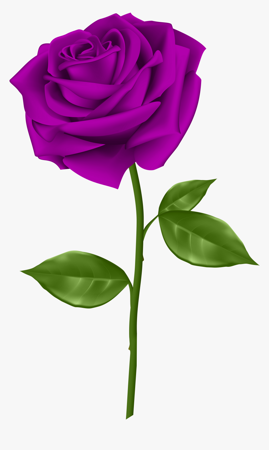 Purple Rose Transparent Png, Png Download, Free Download