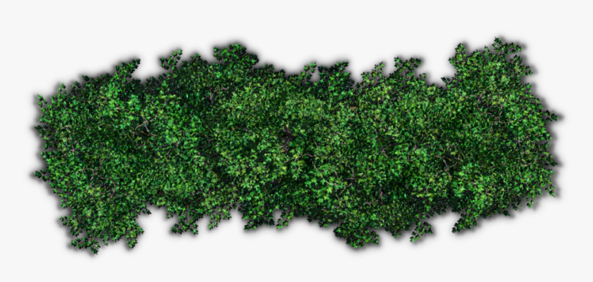 Shrub Tree Hedge Clip Art - Shrub Top View Png, Transparent Png, Free Download