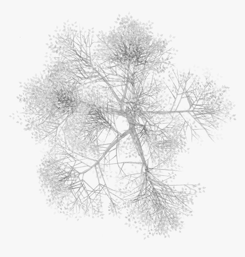 Arboles En Planta Png, Transparent Png, Free Download