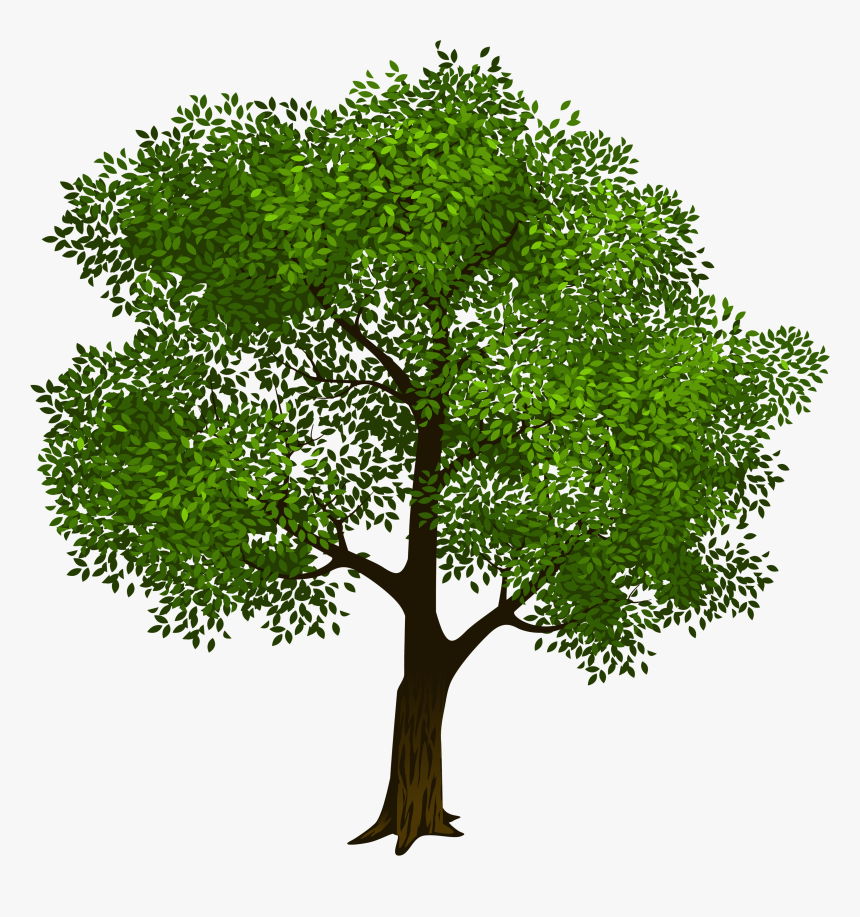 Transparent Green Tree Clipart Picture M=1423128566 - Tree Clipart Transparent Background, HD Png Download, Free Download