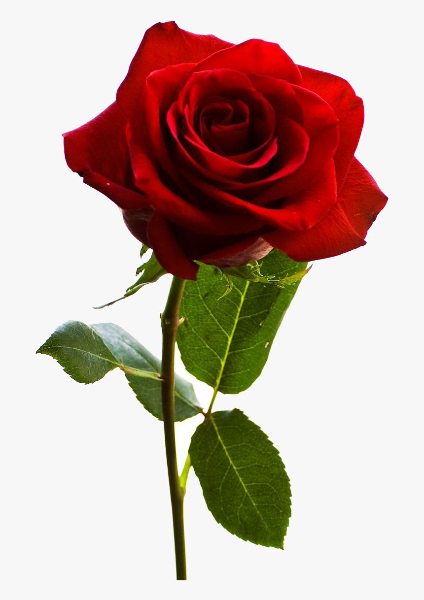 American Beauty Red Rose, HD Png Download, Free Download