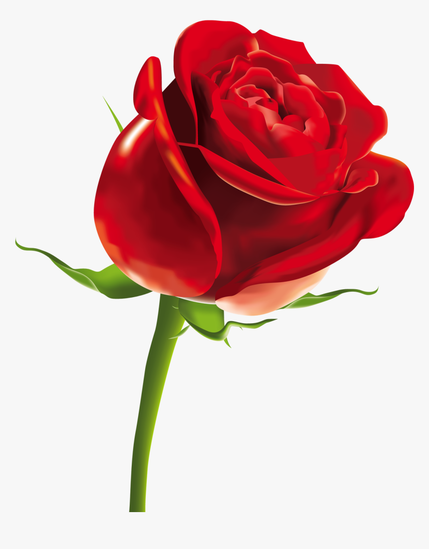 Single Rose Flower Png - Valentines Day Rose, Transparent Png, Free Download