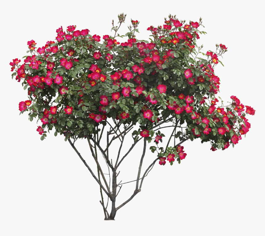 Bush Png Image - Flower Bush Png, Transparent Png, Free Download