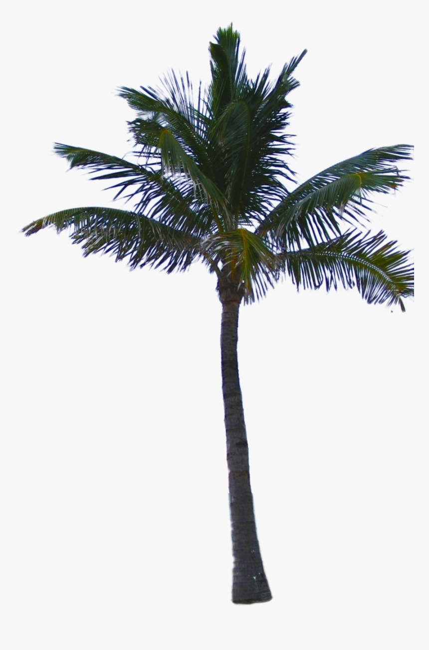 Palm Tree Png - Palm Tree Png File, Transparent Png, Free Download