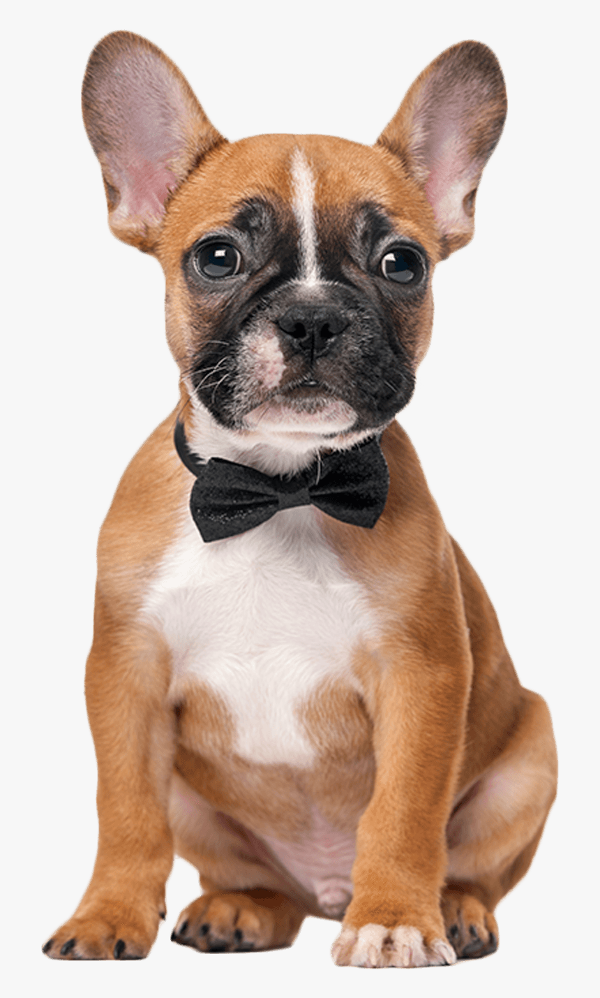 Bulldog Francês Com Gravata , Png Download - French Boxer Puppies, Transparent Png, Free Download