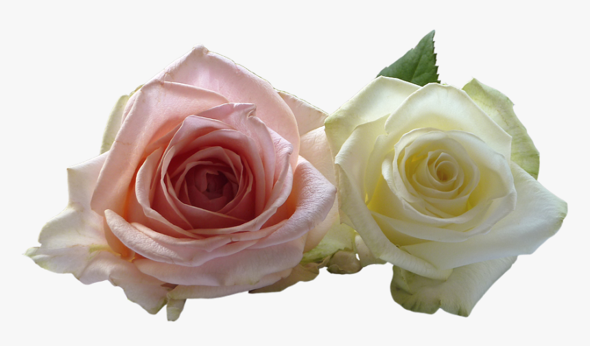 Wedding Rose Flower Png - Rose Flower Png, Transparent Png, Free Download