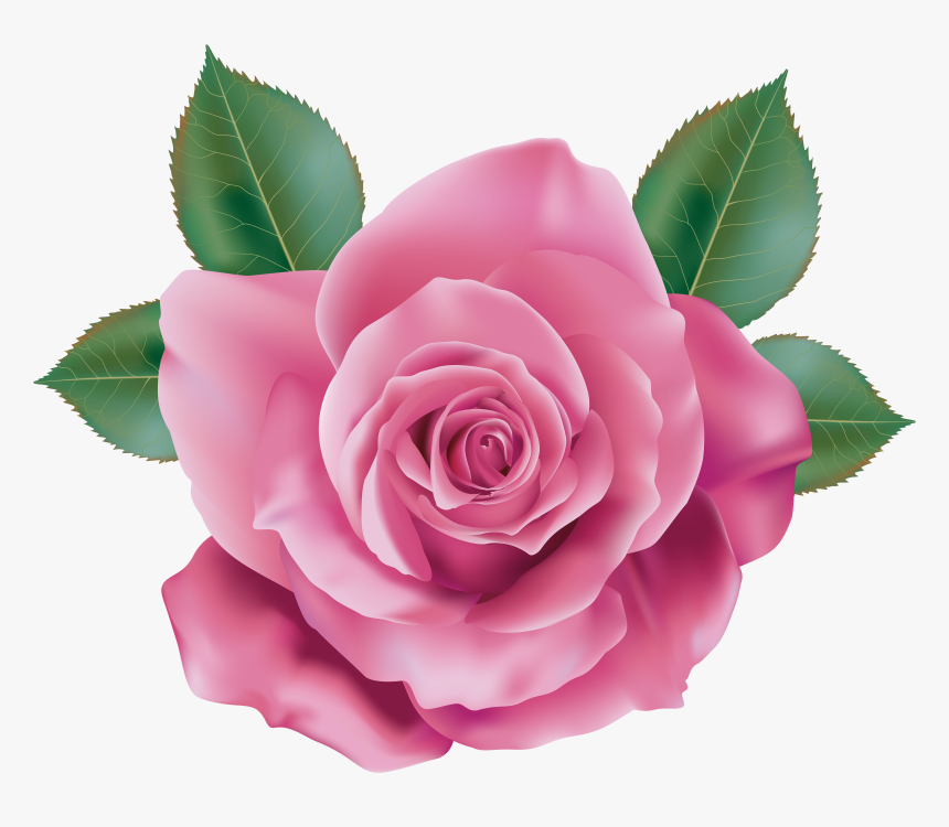 Pink Rose Transparent Background - Png Pink Rose, Png Download, Free Download