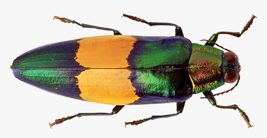 Bug Png Image - Bug Png, Transparent Png, Free Download