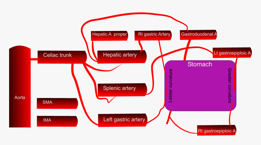 Blood Supply Stomach Schematic - Stomach Blood Supply Diagram, HD Png Download, Free Download