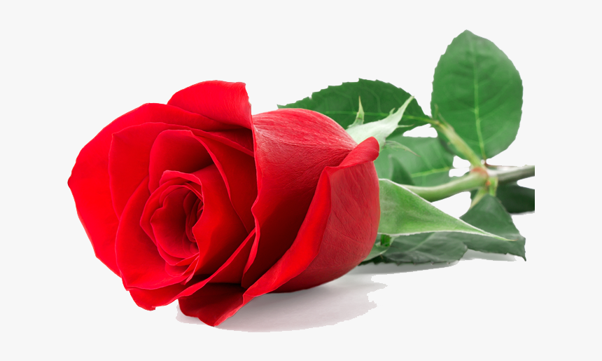 Single Red Rose Images Png, Transparent Png, Free Download