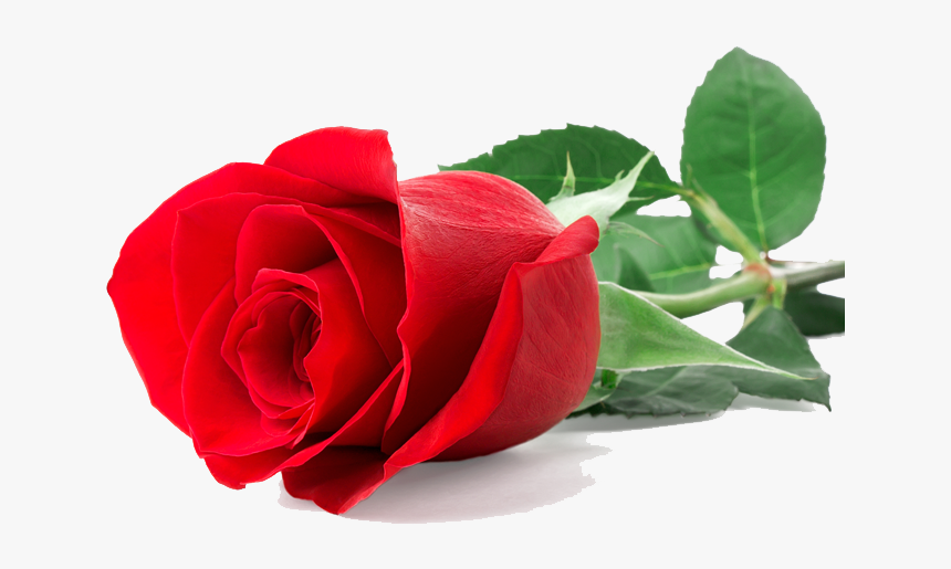 Single Red Rose Images Png, Transparent Png - kindpng