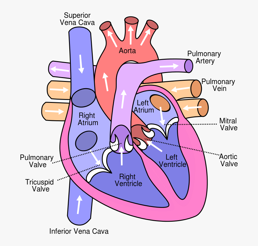 Https - //en - Wikipedia - Org/wiki/template - Heart, HD Png Download, Free Download